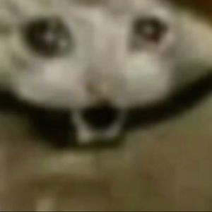 Meet your Posher, Addison